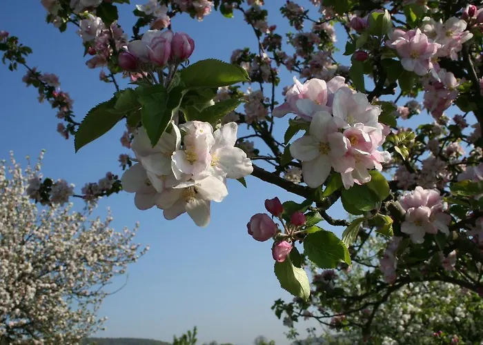 아파트 Mandelbluete 글라이스젤렌글라이쇼르바흐