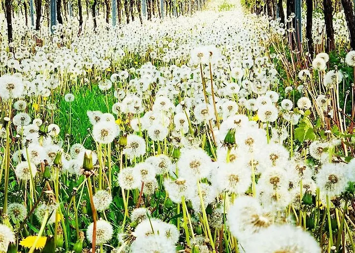 Mandelbluete 아파트