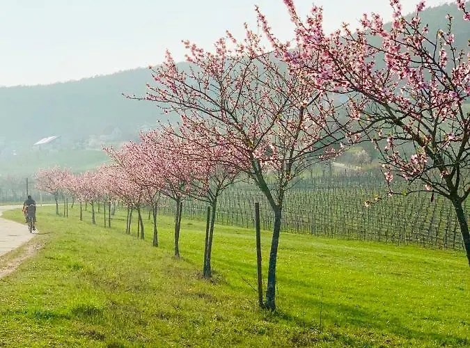 Mandelblüte Apartamento Gleiszellen-Gleishorbach